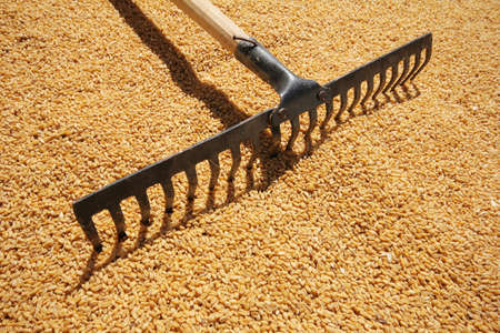 Wheat