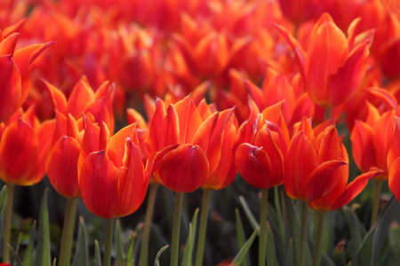 Tulipの写真素材