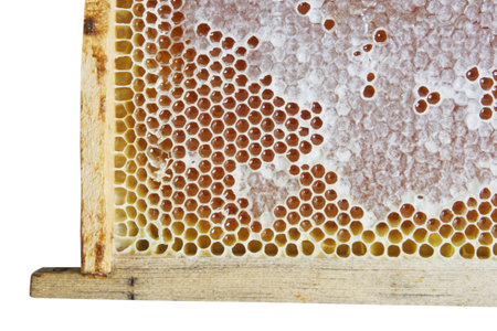 Honeycombの写真素材