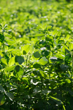 Clover fieldの写真素材