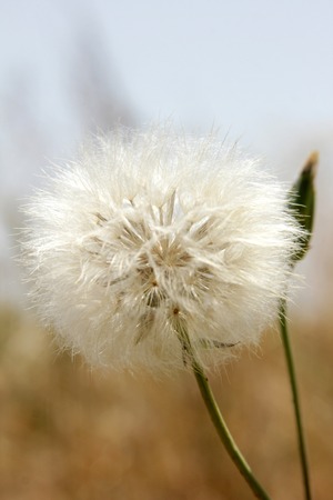 dandelion