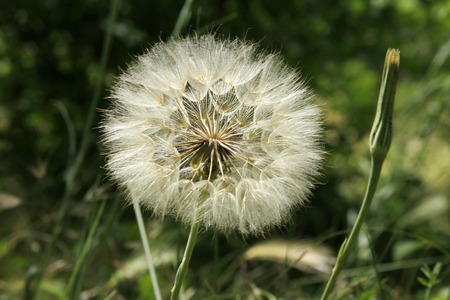 dandelion
