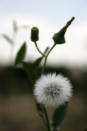 dandelionの写真素材