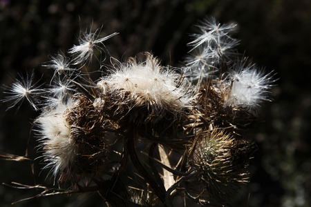 Dandelionの写真素材