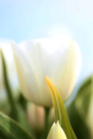 Tulipの写真素材