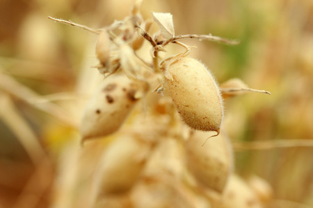 Chick-peaの写真素材