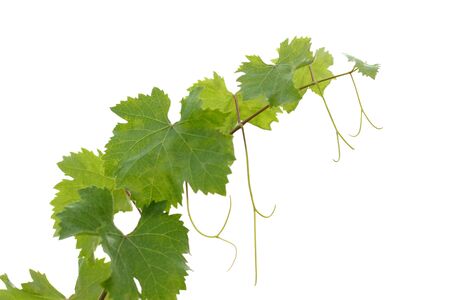 Vine Leafの写真素材