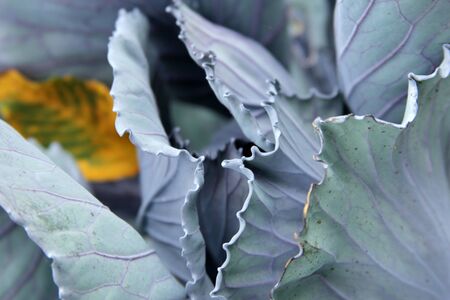 Cabbage