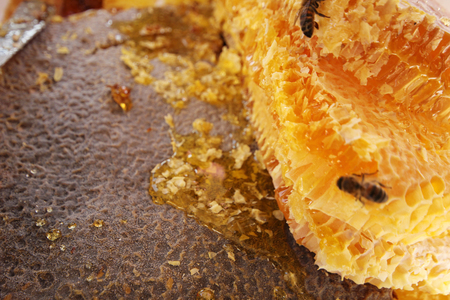 Bee on honeycombの写真素材