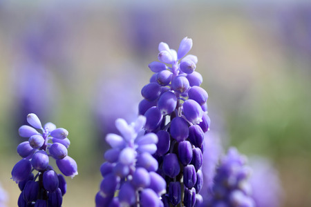 Grape Hyacinthの写真素材