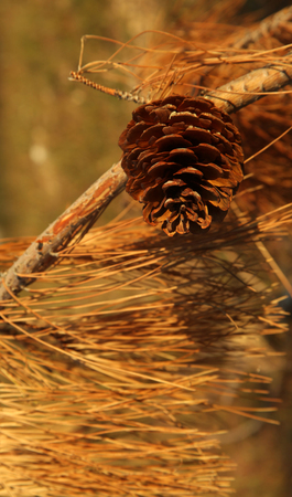 Pine Coneの写真素材