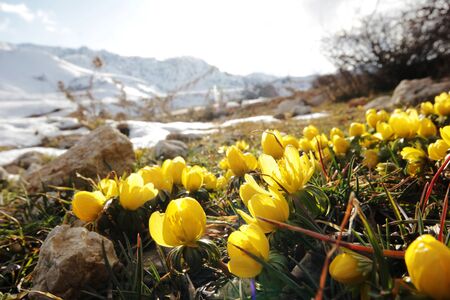 yellow crocus in natureの写真素材