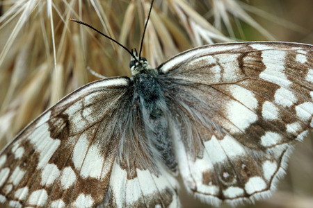 Butterflyの写真素材