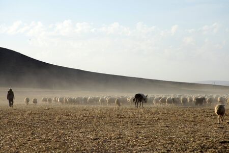 Shepherd