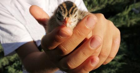 little chick in the palmの写真素材