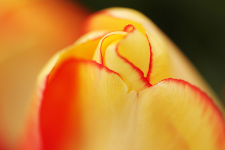 Tulipの写真素材