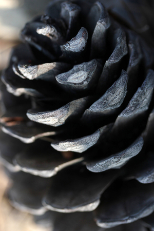 Pine Coneの写真素材