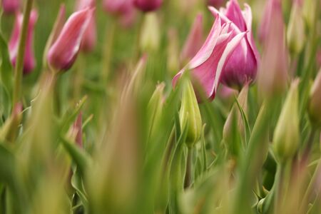 Tulipの写真素材