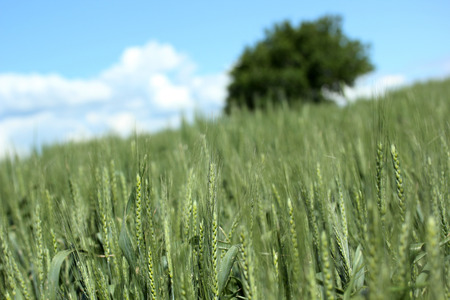Field wheat