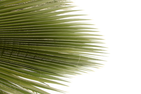 Palm Treeの写真素材