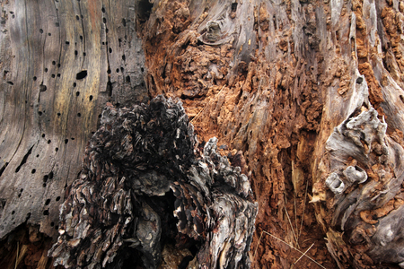 Tree Backgroundの写真素材