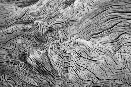 Tree Backgroundの写真素材