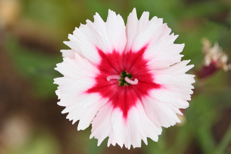 Blooming In Green Grass Wildflowers Meadow Carnationsの写真素材