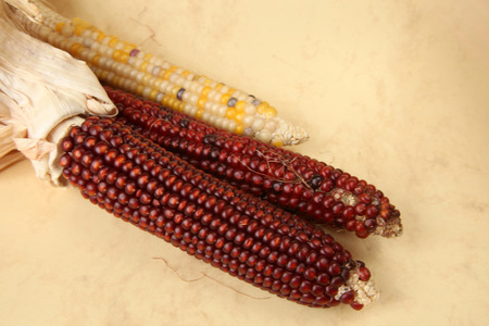 Dried Corn