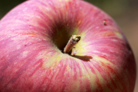 Appleの写真素材