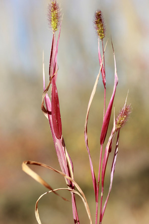 Abstract wild plant backgroundの写真素材