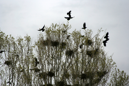 Nest of a crowの写真素材