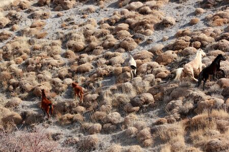 Wild Horsesの写真素材