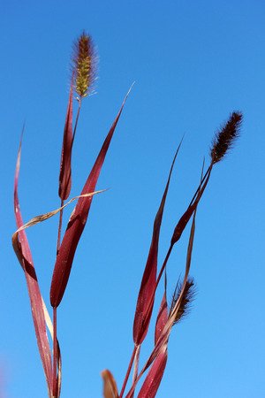 Abstract wild plant backgroundの写真素材