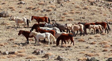 Wild Horsesの写真素材