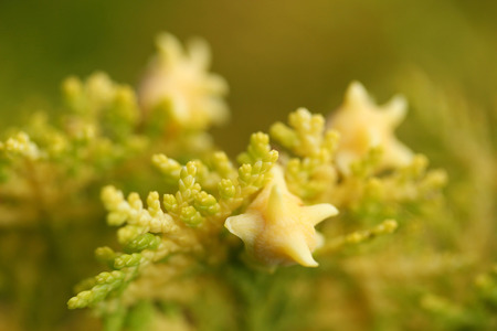 Pine Treeの写真素材