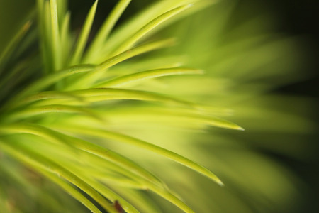 Pine Treeの写真素材