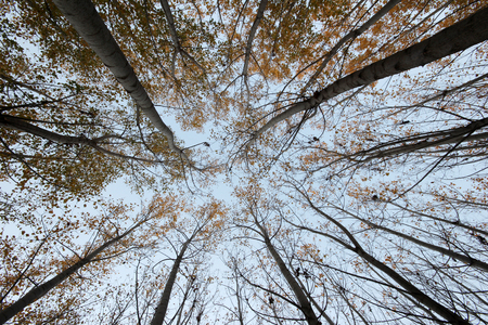 Aspen Tree 