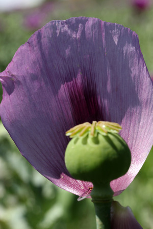 The flower bud of corn poppyの写真素材