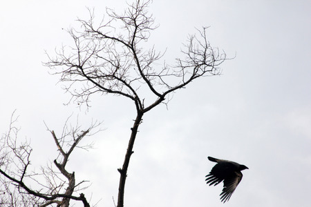 Crow and treeの写真素材