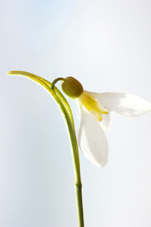 Snowdropの写真素材
