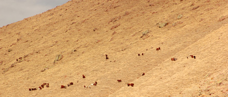 Wild Horsesの写真素材