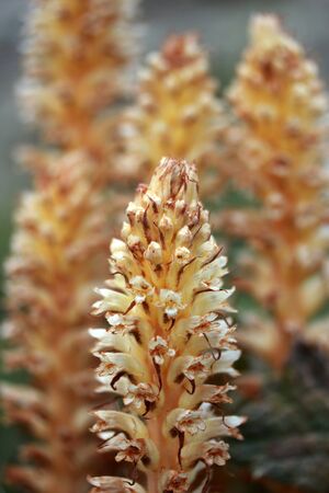 Wildflower background.の写真素材