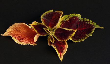 House Flowerの写真素材