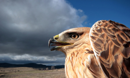 Red-tailed hawkの写真素材