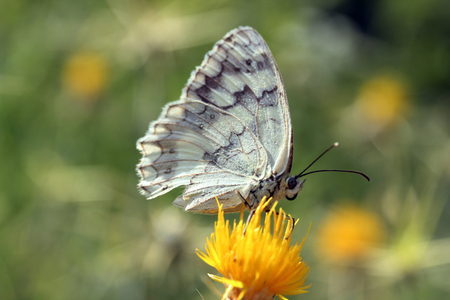Butterflyの写真素材