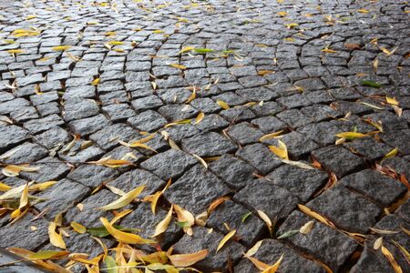 Autumn leavesの写真素材