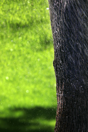 Sprinkler of automatic wateringの写真素材