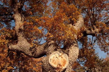 Oak Tree