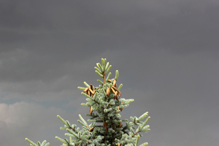 cones on a pine treeの写真素材