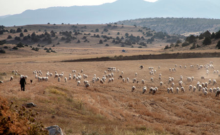 sheep grazing on the fieldの写真素材
